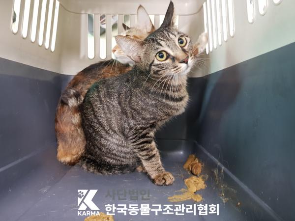 [고양이] 한국 고양이 경기-의정부-2025-00131 유기동물 배경 이미지 입니다.
